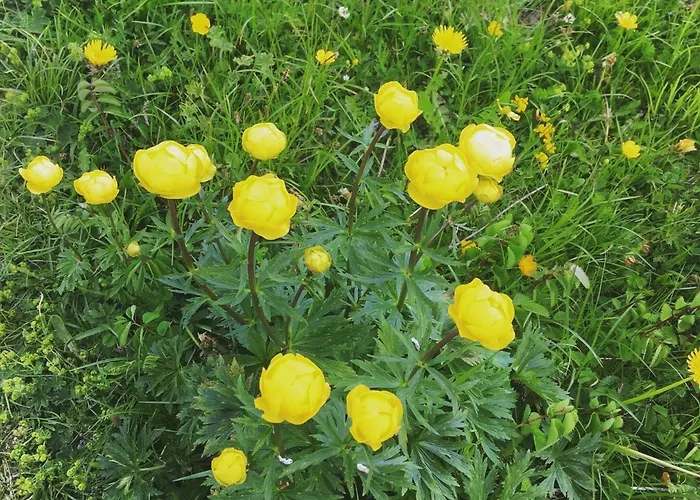 Aloa By Interhome * אדלבודן