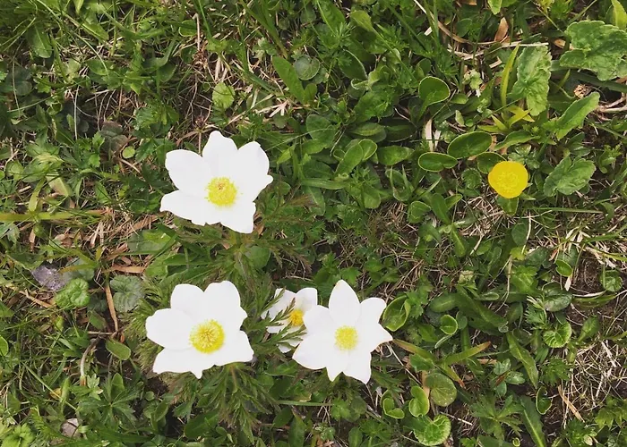 Aloa By Interhome אדלבודן