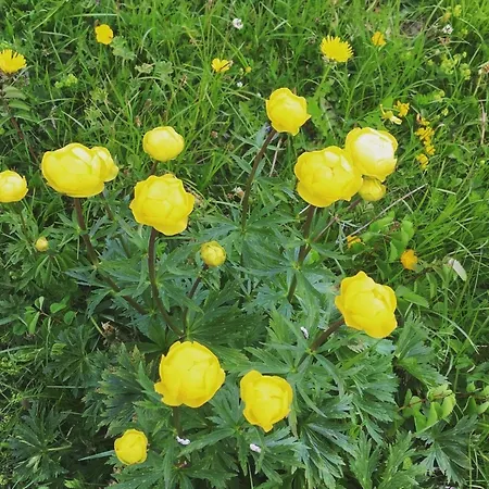 Aloa By Interhome * Adelboden