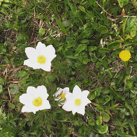 Aloa By Interhome Adelboden